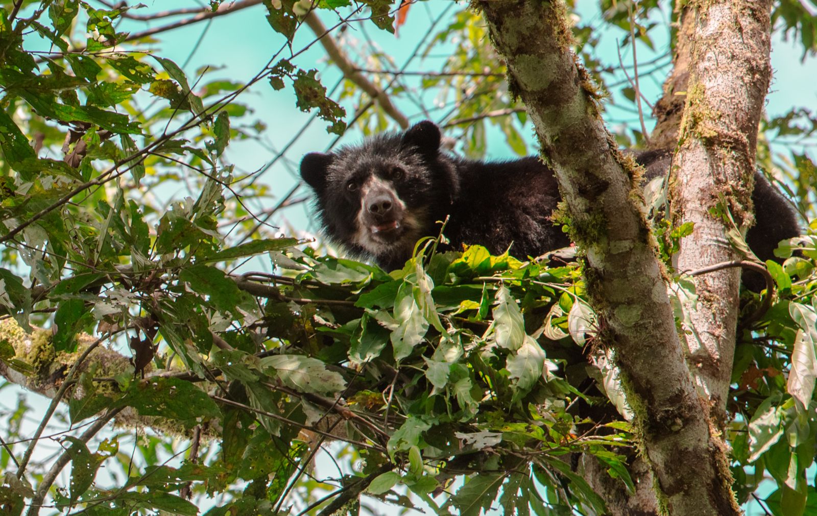 Bosque nublado de la región del Chocó en Ecuador
