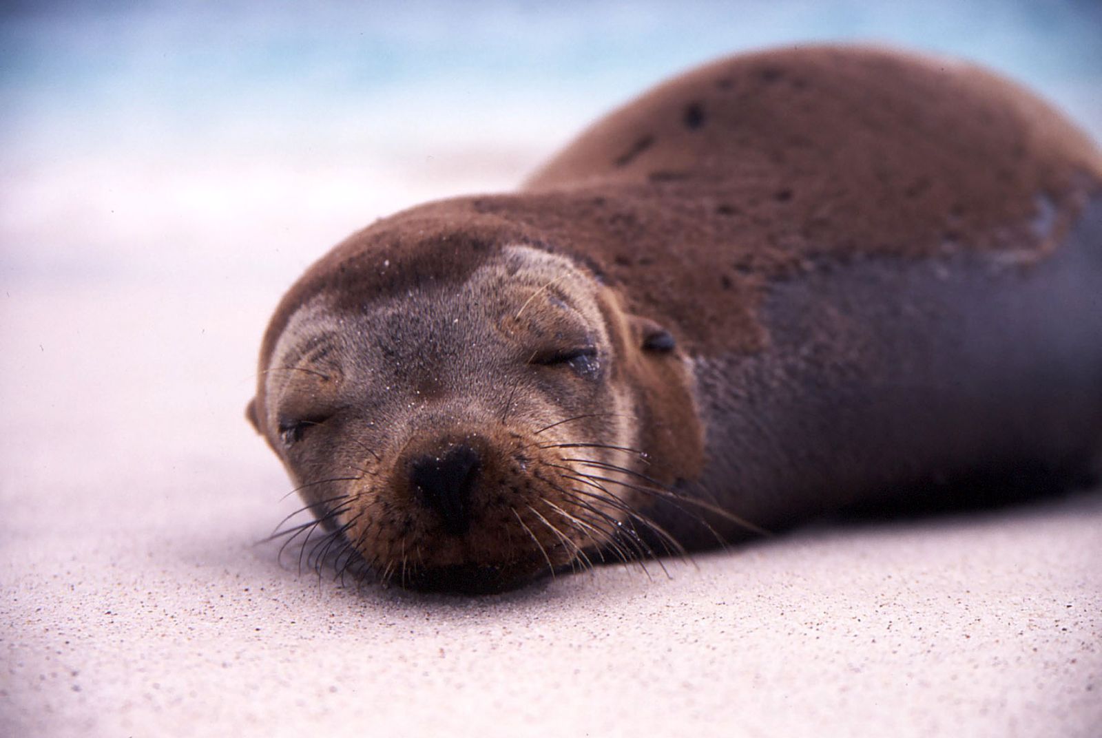 Ecosistema marino y terrestre de las Islas Galápagos